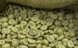green-coffee-bean-chlorogenic