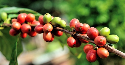 HS Coffee